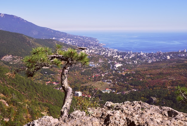 Vista di yalta dalla cima del pino di montagna sul bordo della scogliera senza persone