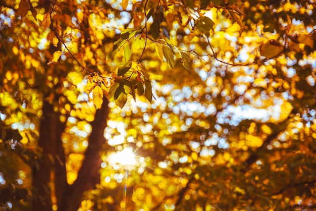 View of yellow fall autumn forest