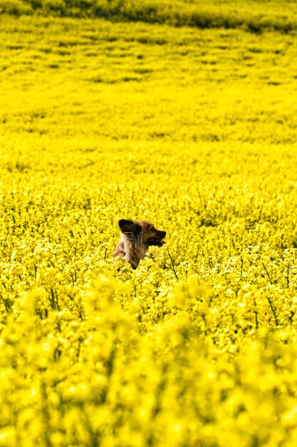 View of yellow flowering plants on field