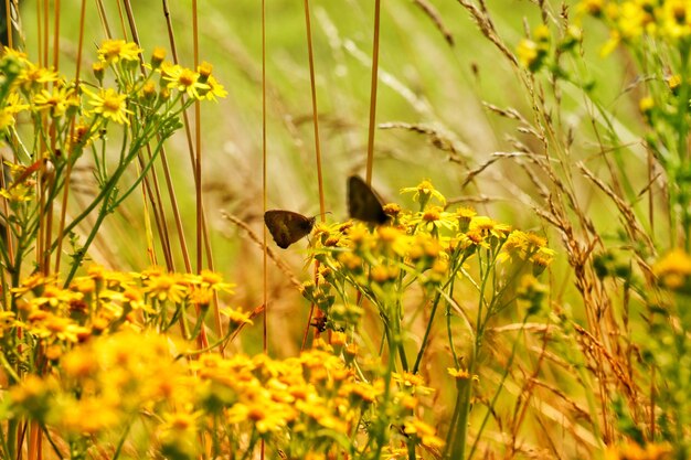 View of yellow flowers on field