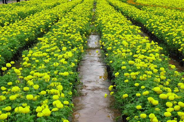 View of yellow flowers growing in field