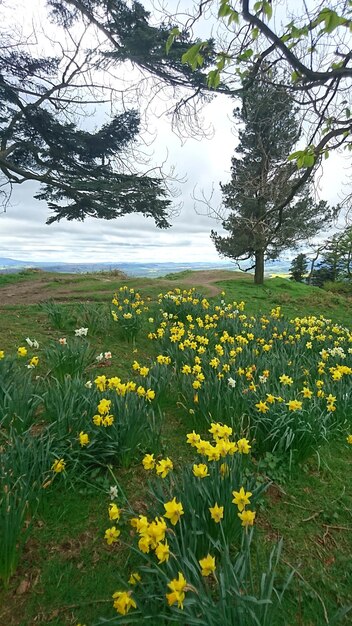 View of yellow flowers growing in field