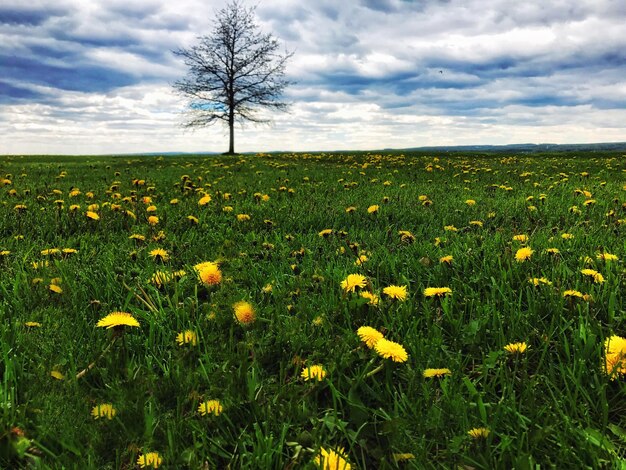 View of yellow flowers growing in field