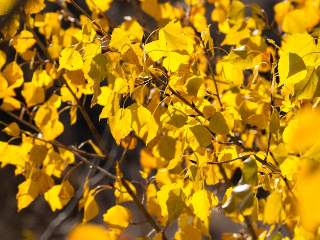 View of yellow flowers