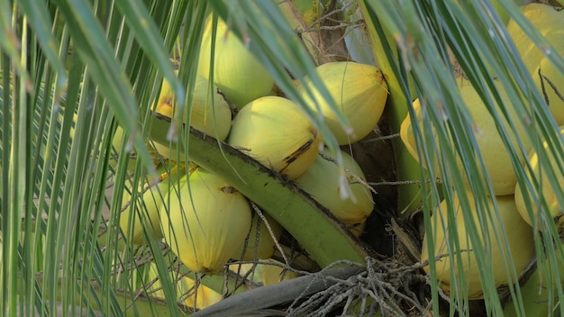 Вид желто-зеленого кокоса в связке на кокосовой пальме с огромными листьями