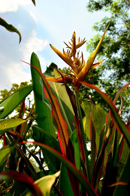 Photo under view of yellow heliconia torch flowers