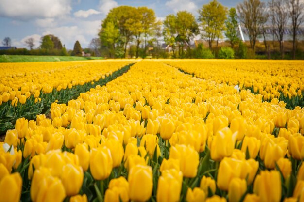 Foto vista del campo di tulipani gialli in una giornata di primavera soleggiata