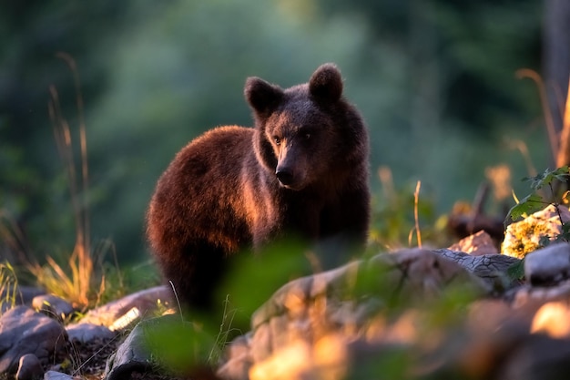 夕暮れの若いクマの景色