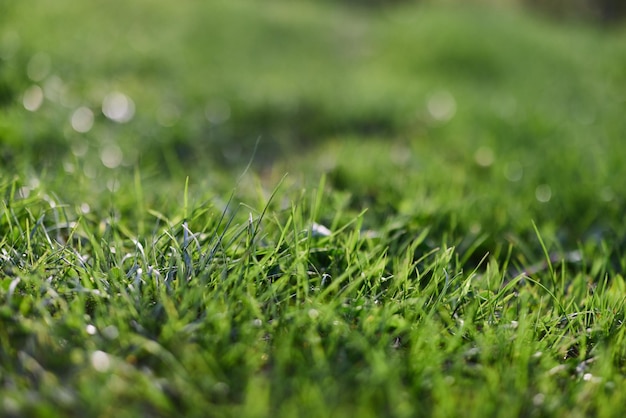 View of young green grass in a park taken closeup with a beautiful blurring of the background Screensaver photo