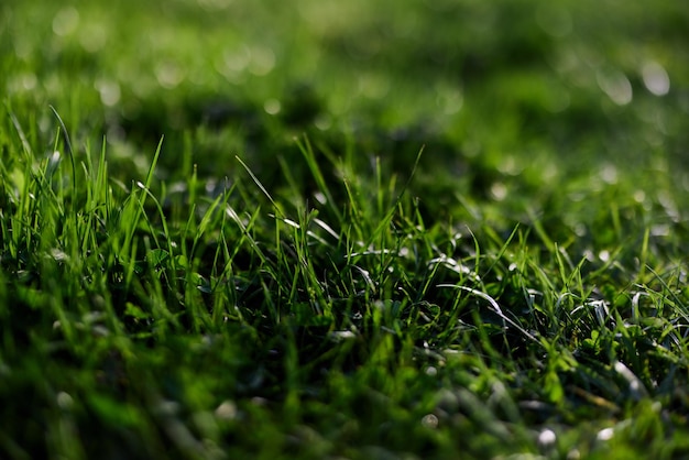 View of young green grass in a park taken closeup with a beautiful blurring of the background Screensaver photo