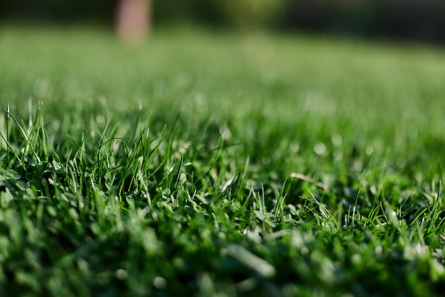 Вид на молодую зеленую траву в парке крупным планом с красивым размытием фона