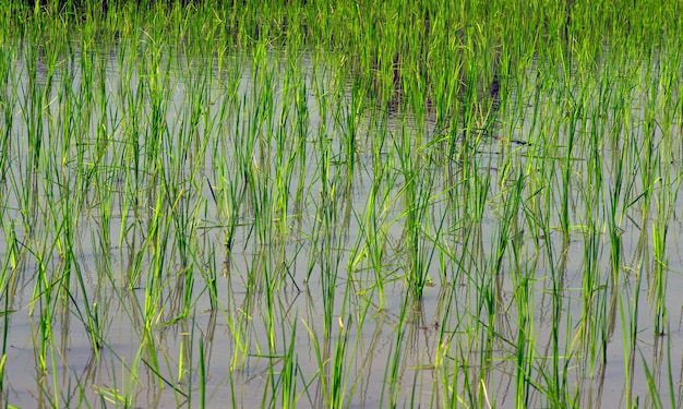 Вид на молодые зеленые растения риса прорастают в поле