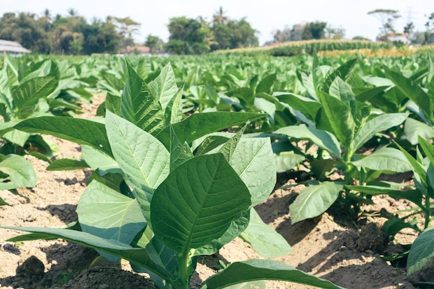 View of young green tobacco plant in field at Indonesia