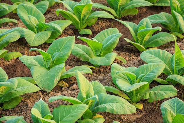 View of young green tobacco plant in field