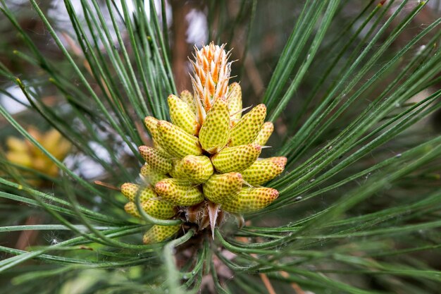 View of young yellow pine cones on a spring day