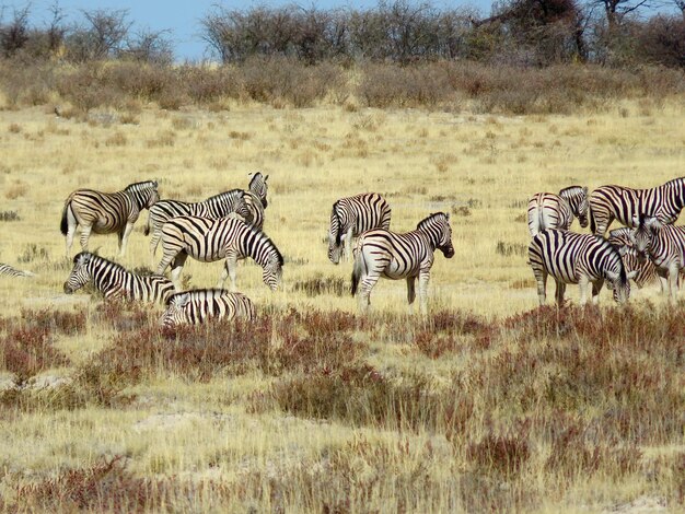 Foto la vista della zebra sul campo.