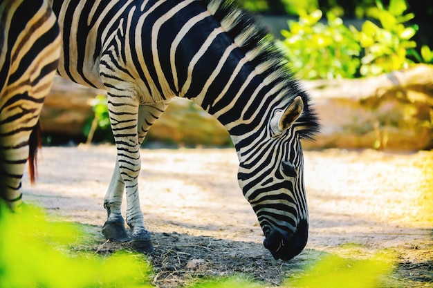 View of zebra grazing in zoo