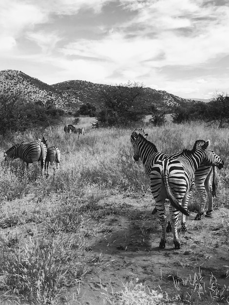 Foto vista di una zebra che cammina sul campo