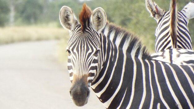 Foto la vista di una zebra