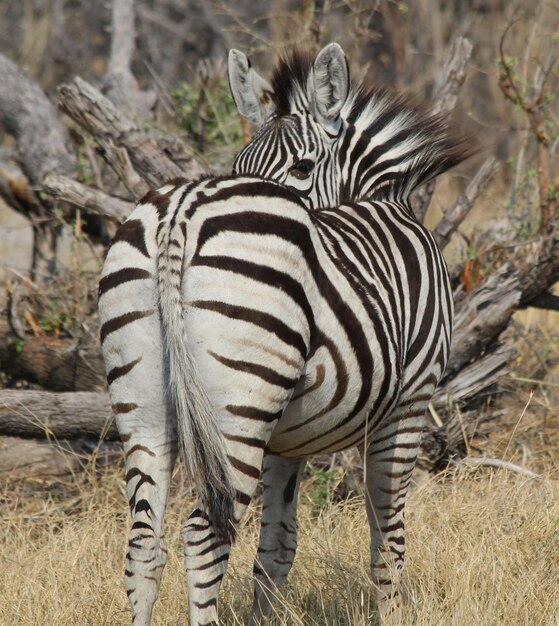 Foto la vista di una zebra