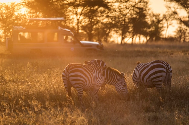 Photo view of zebras on field