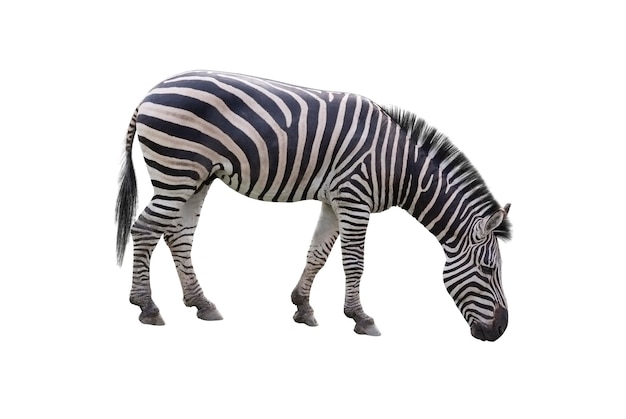 View of zebras over white background
