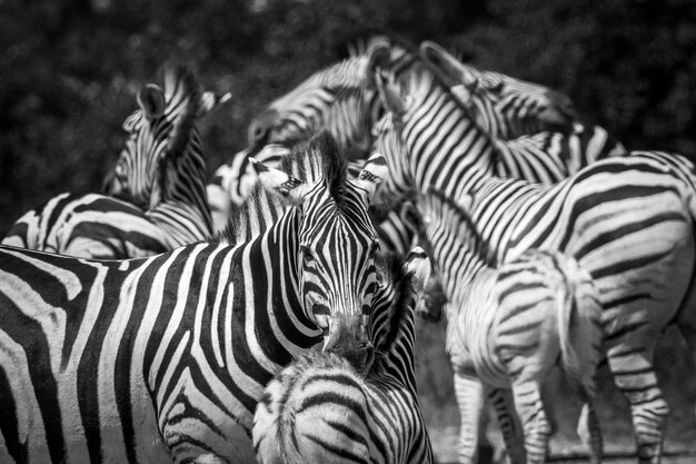 Photo view of zebras