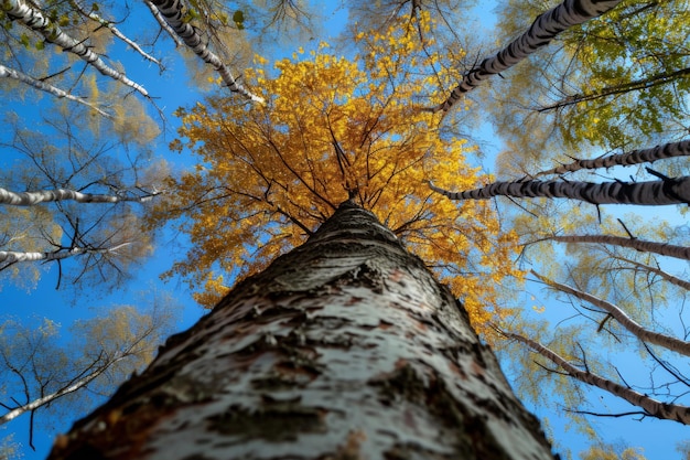 Foto vedere da sotto un gigantesco albero della foresta apprezzare la maestà della natura