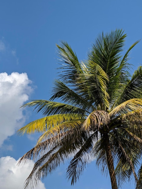 Вид на кокосовую пальму ранним утром