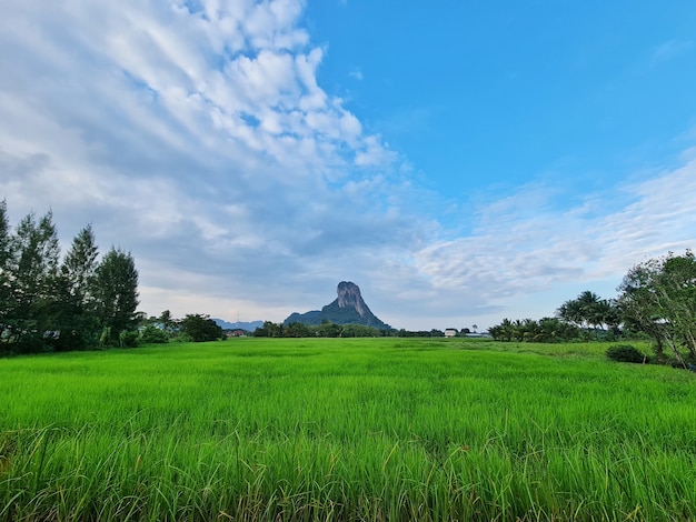 Views of green rice fields with mountains in the background and beautiful sky