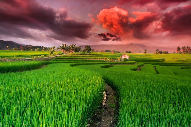 views of green rice paddies with beautiful sky in the rainy season in North bengkulu