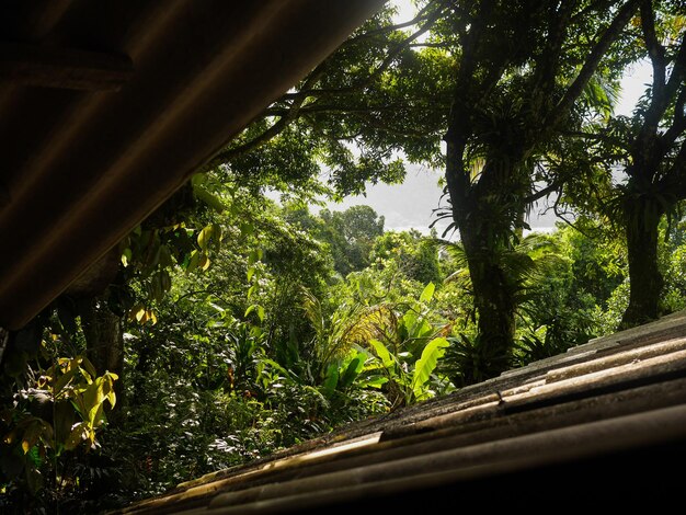 views of the jungle from a lodge window