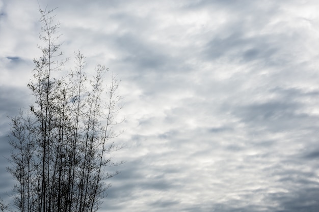 Photo views of natural tree