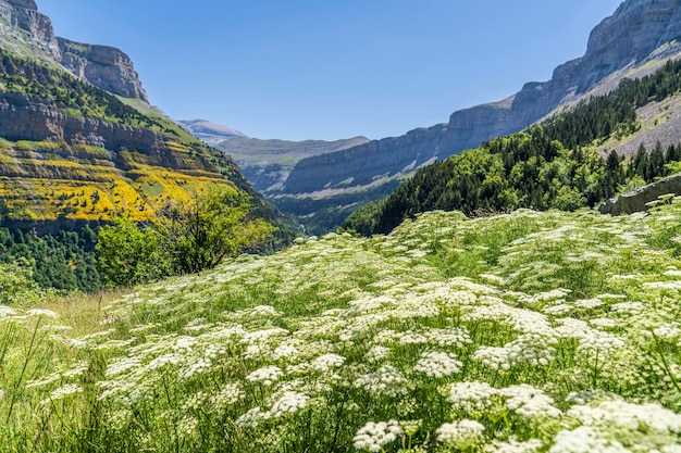 Views of the Ordesa valley with white flowers in the foreground Aragon Huesca Spain