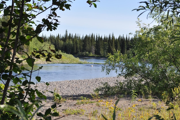 Views of river through the bushes