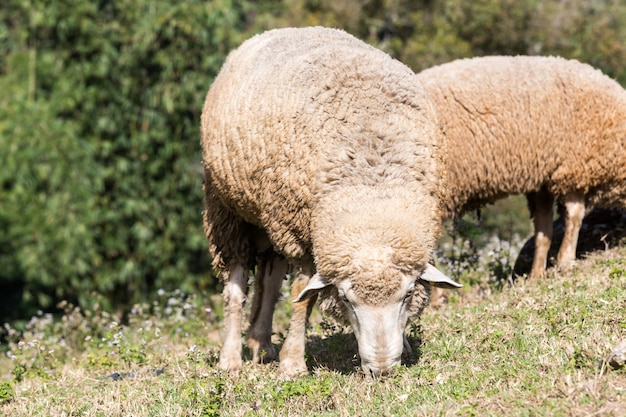 Foto vieze schaap die gras in het veld eet