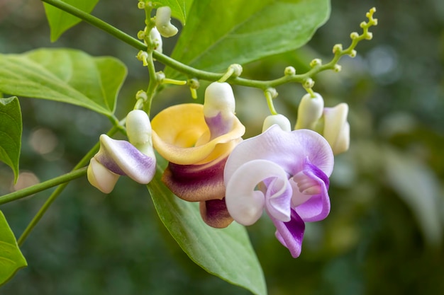 Vigna Caracalla close up, known as Snailflower, with amazing scent