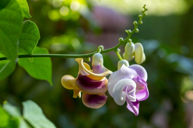 Vigna Caracalla close up known as Snailflower with amazing scent