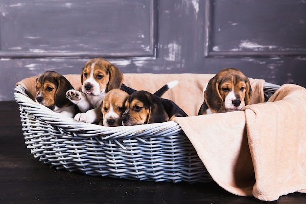 Vijf beagle puppy's zitten in de mand