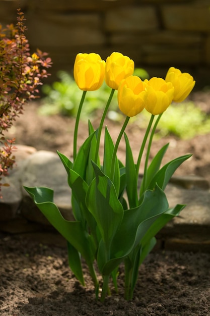 Vijf gele tulpen die op de grond groeien