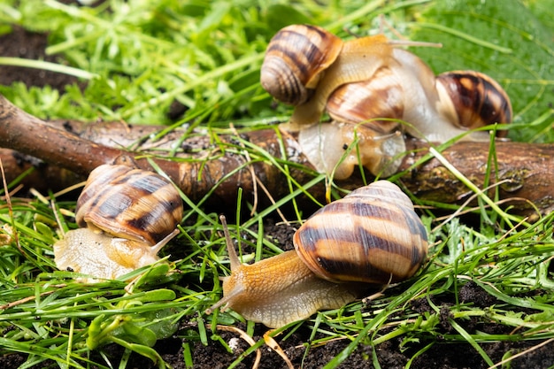 Vijf grote druiventuinslakken Helix pomatia