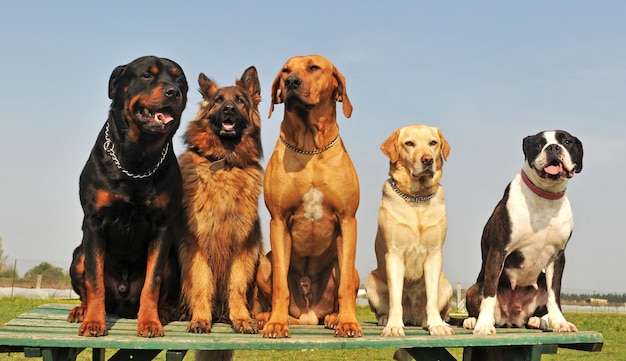 Foto vijf grote honden