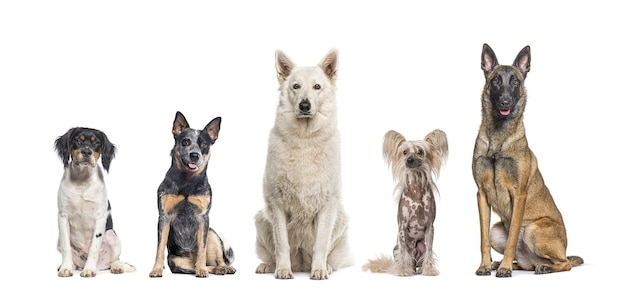 Vijf honden van verschillende rassen zitten samen in een rij en kijken naar de camera geïsoleerd op wit