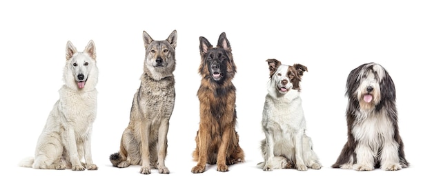 Vijf honden van verschillende rassen zitten samen in een rij en kijken naar de camera geïsoleerd op wit