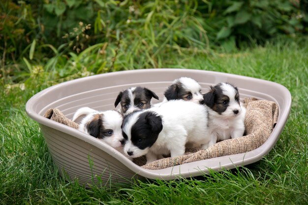 Vijf kleine puppy's van het papillonras in een mand in de tuin