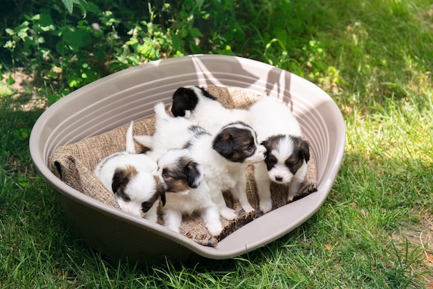 Vijf kleine puppy's van het papillonras in een mand in de tuin