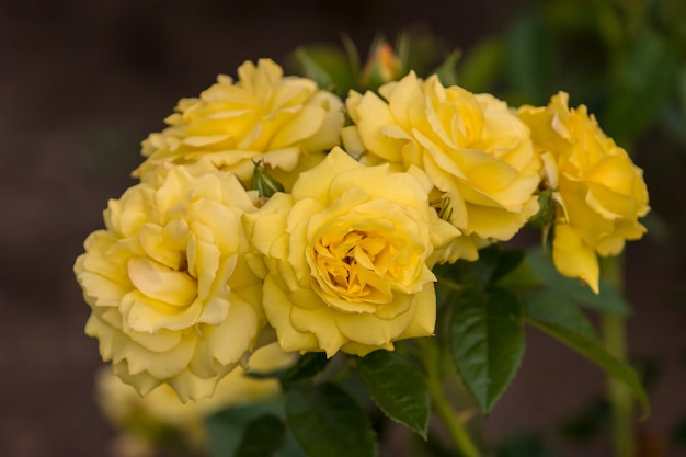 Vijf knoppen van bloemen gele rozen op struik