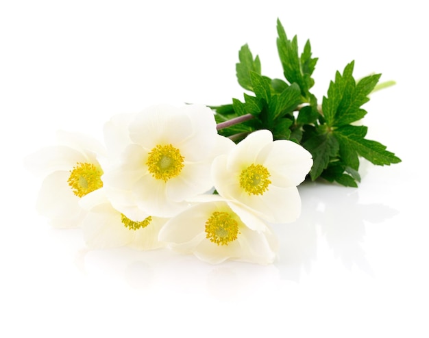 Vijf witte bloemen