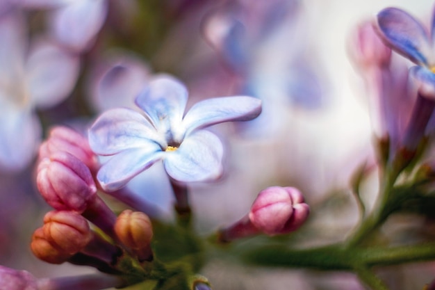 Vijfbladige lila bloem in close-up Geluk verlangen Macro van violette lentebloemen Zachte bloemenachtergrond