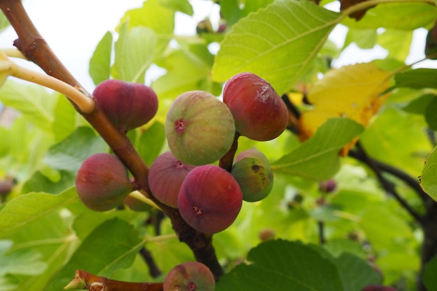 Vijg of vijgenboom of gewone vijgenboom Ficus carica is een subtropische bladverliezende plant van het geslacht Ficus van de Mulberry-familie Vijgen op een tak Tuinplanten Rijpe groene rode vijg in een tuin of boerderij